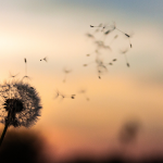 Hayfever skincare